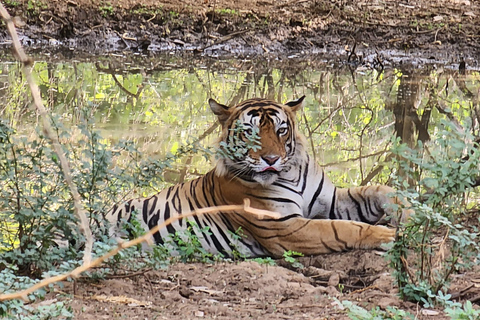 Jednodniowa wycieczka z Jaipur do Ranthambore