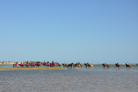 DJERBA: KAMEEL EN PAARD (2U30).