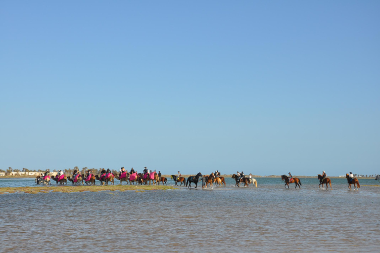 DJERBA: WIELBŁĄD I KOŃ (2H30).