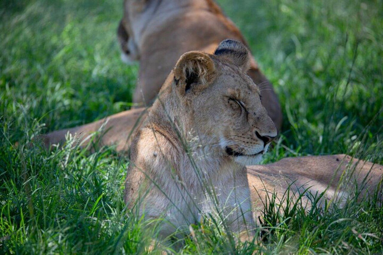 Nairobi :Amboseli National Park Game Drive Tour