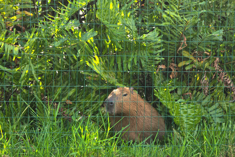 Capybaras: Rodrigo de Freitas Lagoon Paddle Boat Tour