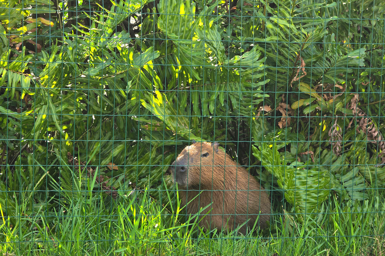 Capybaras: Rodrigo de Freitas Lagoon Paddle Boat Tour
