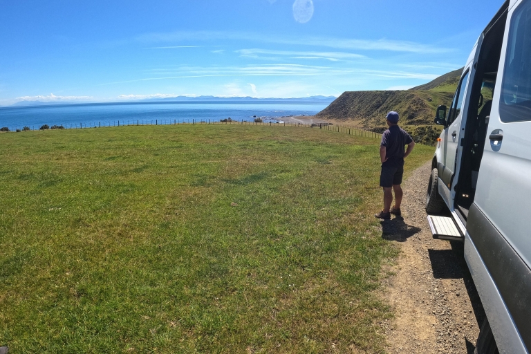 Wellington: Półdniowe safari na Wybrzeżu FokSafari na wybrzeżu fok w Wellington - poranna wycieczka