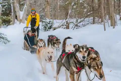 Mont-Tremblant: Passeio de trenó puxado por cães na Alta Laurentiana