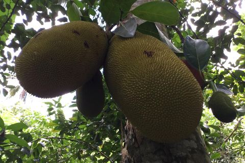 Zanzíbar: El sabor de las especias de Zanzíbar