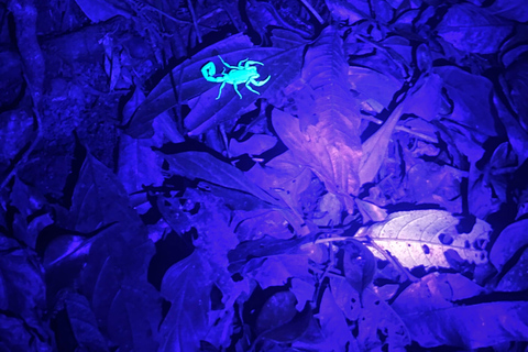 Monteverde: Night Tour with Night Vision Goggles