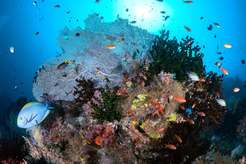 Bali/Nusa Penida: 3 Fun Dives to Manta Point, Mola & Reef Fun Dive with Hotel Transfer (3 Dives)