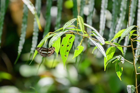 From Colombo: Sinharaja Rainforest Nature Adventure