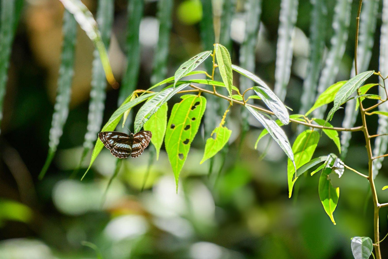 From Colombo: Sinharaja Rainforest Nature Adventure