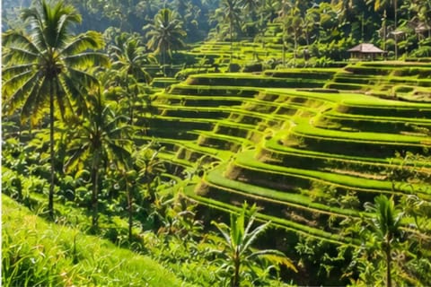 Bali: Ubud Monkey Forest, Waterfall, Rice Terraces & Temple