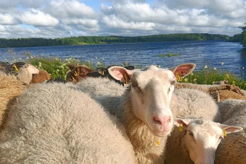 Rovaniemi: Guided Tour to a Sheep Farm in Lapland