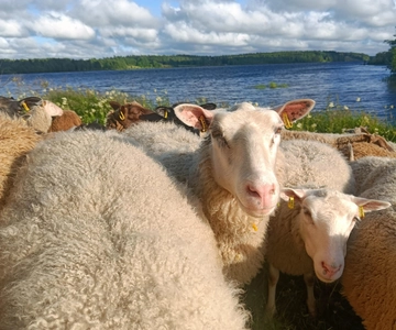 Rovaniemi: Visita guiada a uma exploração de ovinos na Lapónia