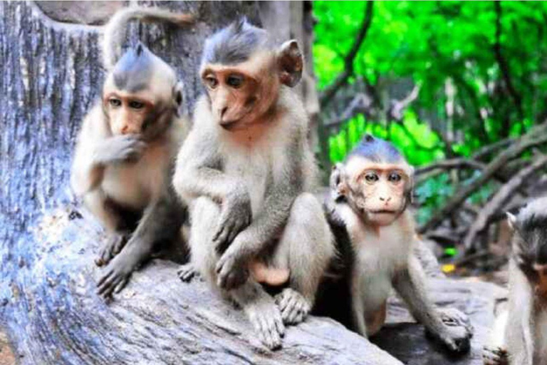 Ho Chi Minh: Eco-tour naar het mangrovebos van Can Gio PVT en SICGroepsreis