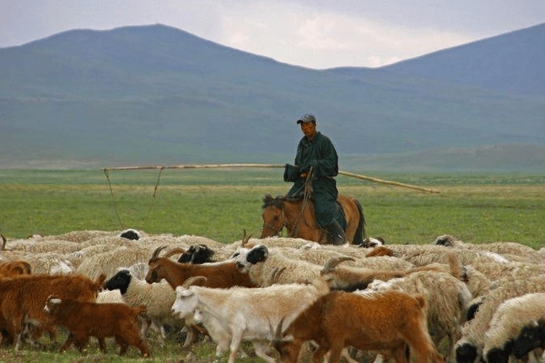 2 JOURS d&#039;élevage de moutons et de trekking à cheval avec les NOMADS MONGOLIENS