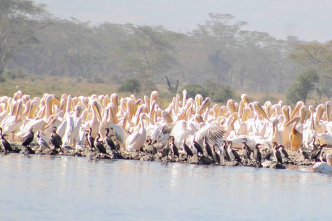 Nairobi: Lake Nakuru National Park Safari with Lunch