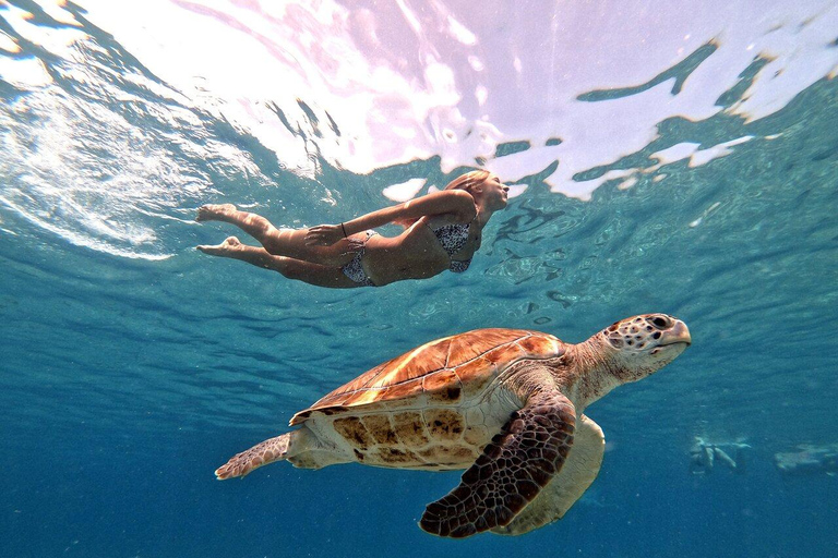 Galle snorkling experience with Turtles and marine life