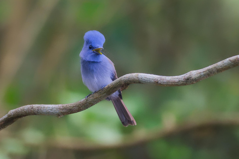 Puerto Princesa: Full-Day Birdwatching Tour with Guide