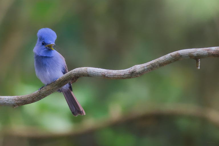 Puerto Princesa: Full-Day Birdwatching Tour with Guide