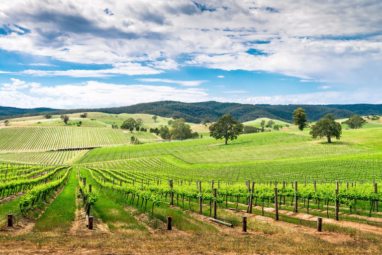 Wines and Whispers: A Barossa Valley Wine Tour from Adelaide