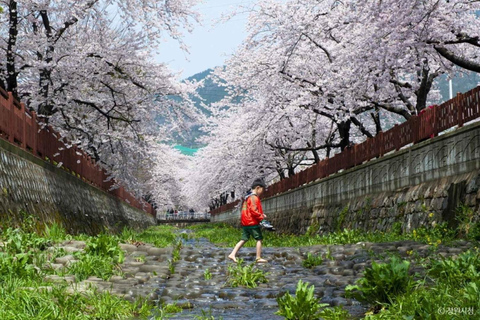 Busan: Jinhae Cherry Blossom Day & Night or 1 Day Tour Group Night Tour / Where Cherry Blossoms Define Jinhae