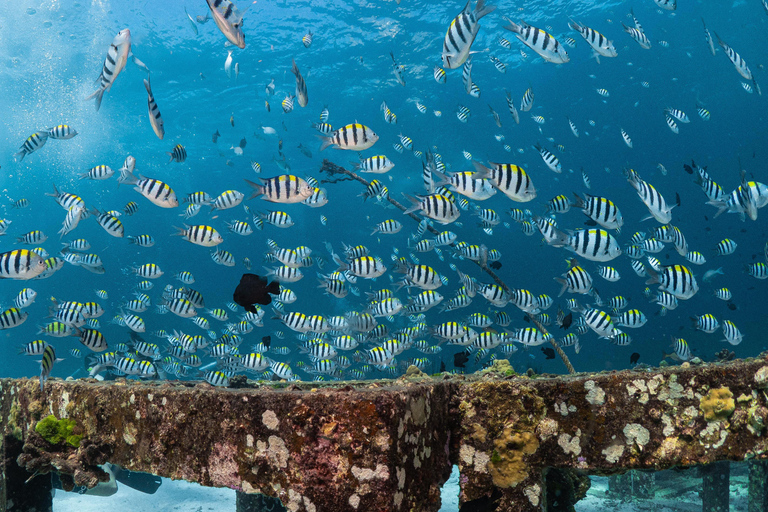 Phuket: Koh Racha Discovery Dive with Optional 2 or 3 Dives 3 Discovery Dives