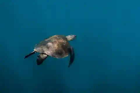 San Cristóbal: tour dell'isola a 360 gradi con snorkeling