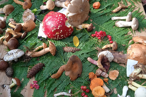 Zagrzeb wśród roślin: miejski spacer botaniczny