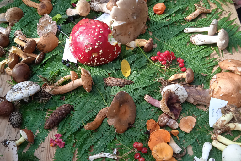 Zagrzeb wśród roślin: miejski spacer botaniczny