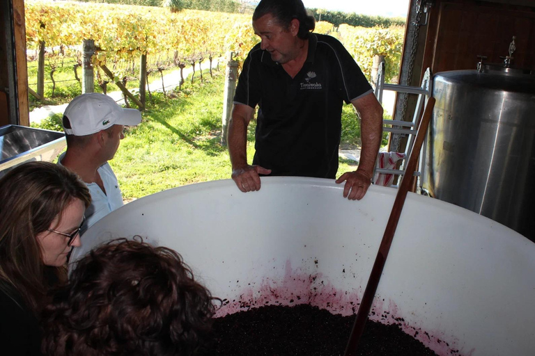 Wellington : visite privée des vignobles de Martinborough avec déjeunerWellington : visite privée du vignoble de Martinborough avec déjeuner