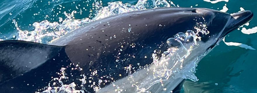 Sesimbra : Observation des dauphins avec un biologiste dans le parc marin