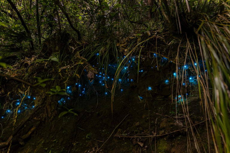Auckland North Shore Glowworm Tour Private Booking