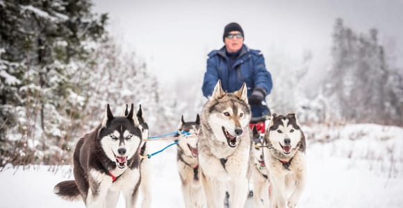 Fairbanks, AK: Half-Day "Drive your Own Dog Team" Tour