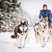 Fairbanks, AK : visite d'une demi-journée "Conduisez votre propre attelage de chiens".