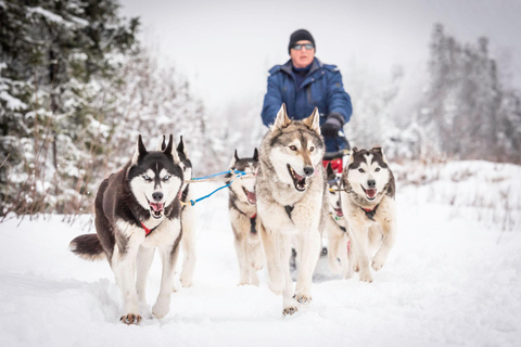 Fairbanks, AK: Tour di un giorno intero &quot;Guida il tuo team di cani&quot;