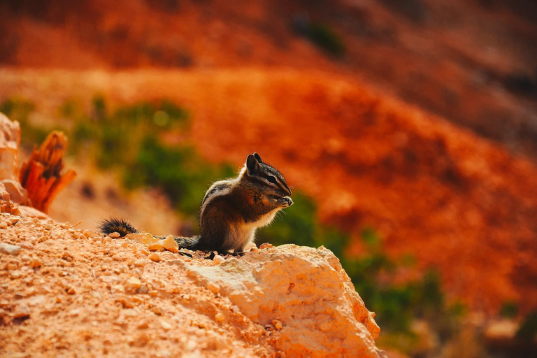 Vegas: 3 Days Antelope Canyon,Bryce, Arches, Monument Valley Double Occupancy