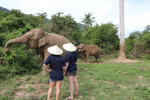 Koh Samui: Santuario degli elefanti e altro - Giornata intera