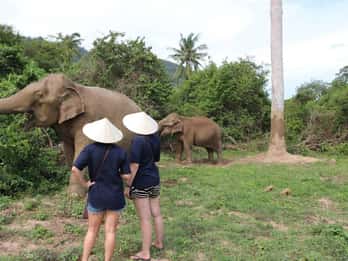 Koh Samui: Elephant Sanctuary and more - Full Day