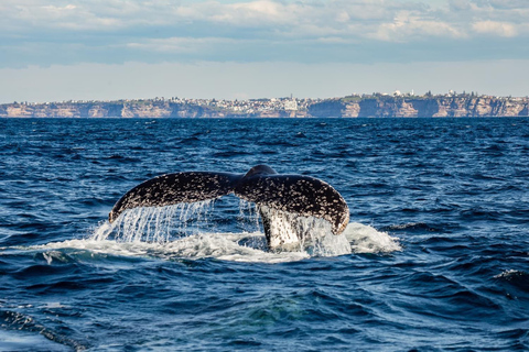 Sydney Whale Watching Adventure Cruise