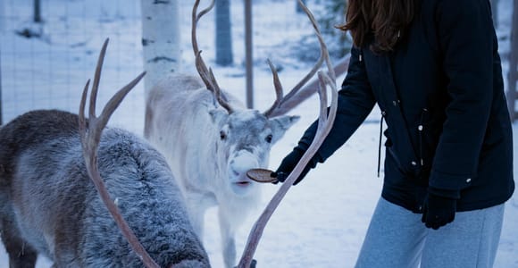 Rovaniemi: Arctic Reindeer Experience with Lunch