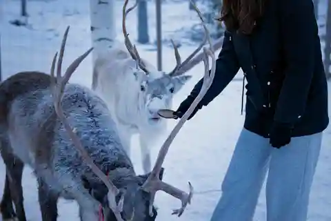 Rovaniemi : Expérience du renne arctique avec déjeuner
