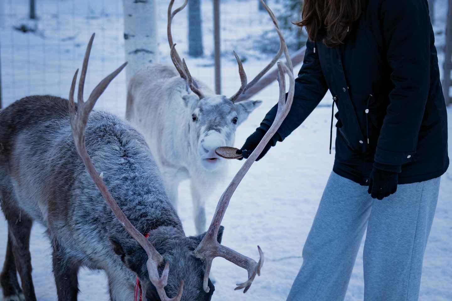 Rovaniemi: Arctic Reindeer Experience with Lunch
