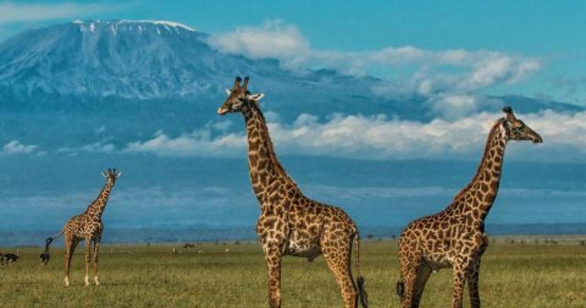 Epischer Amboseli Nationalpark Masai Dorf GetYourGuide