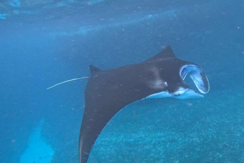 Lembongan: Manta Bay, Turtle Bay, & Gamat Bay Snorkeling