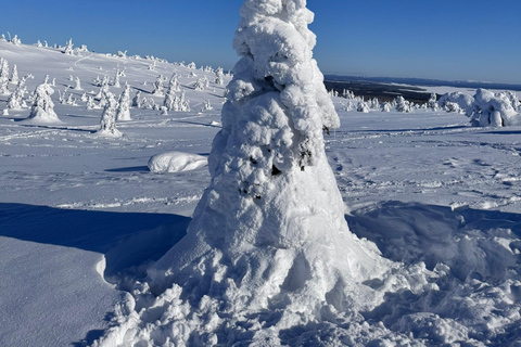 جولة ليوم كامل في منتزه ريسي تونتو ري الوطني من روفانييمي