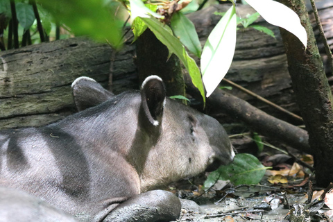 Uvita: Corcovado Rainforest & Wildlife Adventure