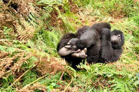 Rwanda: 1 Day Gorilla Tracking Safari