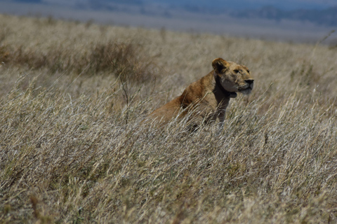 Die besten 3-Tage-Safari-Pakete für Tansania