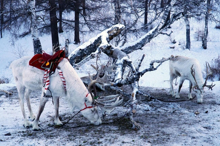 Khuvsgul Lake & Tsaatan Reindeer Herders Tour