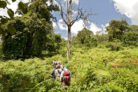 2 Day Golden Monkey Trekking and Dian Fossey Tomb Visit