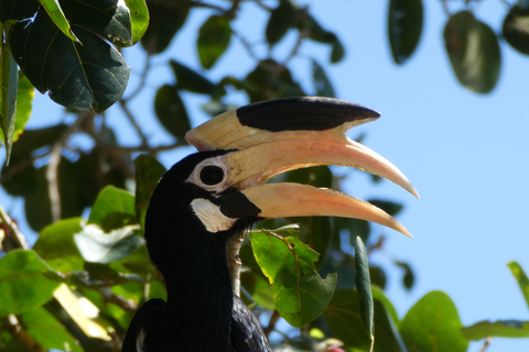 Patrimonio cultural y maravillas naturales de Sri Lanka, 6 díasGrupo pequeño